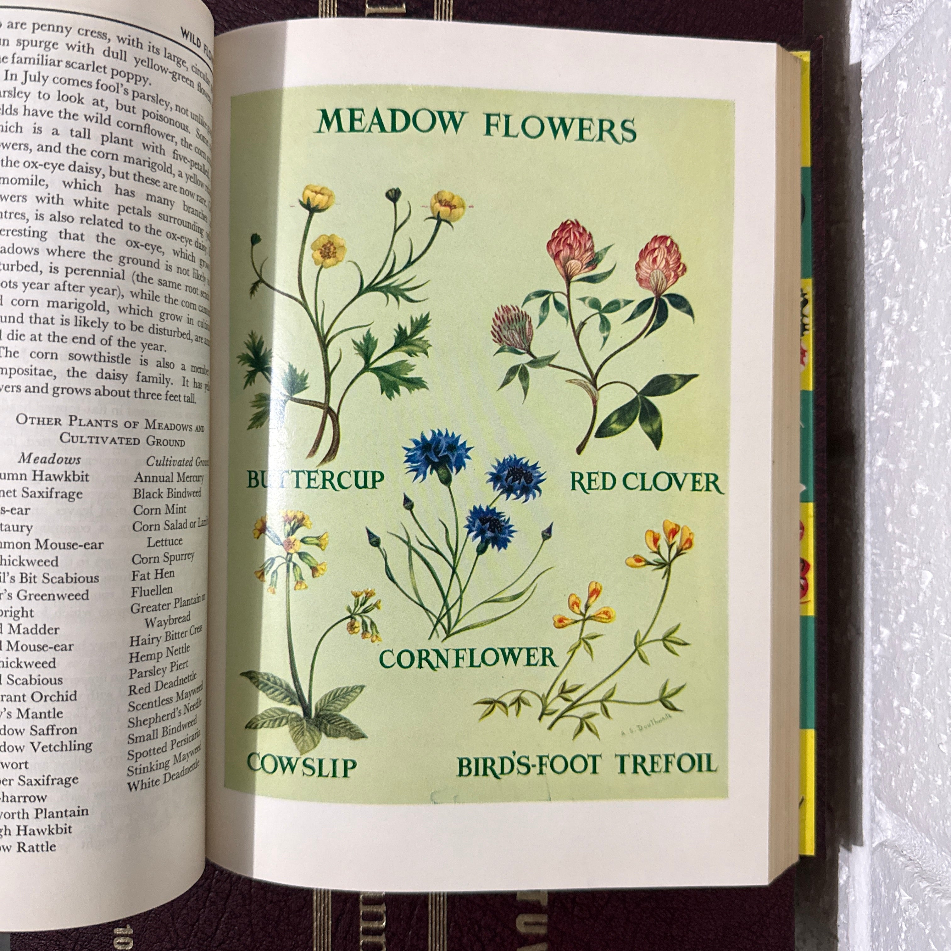 1964 Childrens Encyclopaedia Britannica Complete 12 Book Set, Burgundy Edition